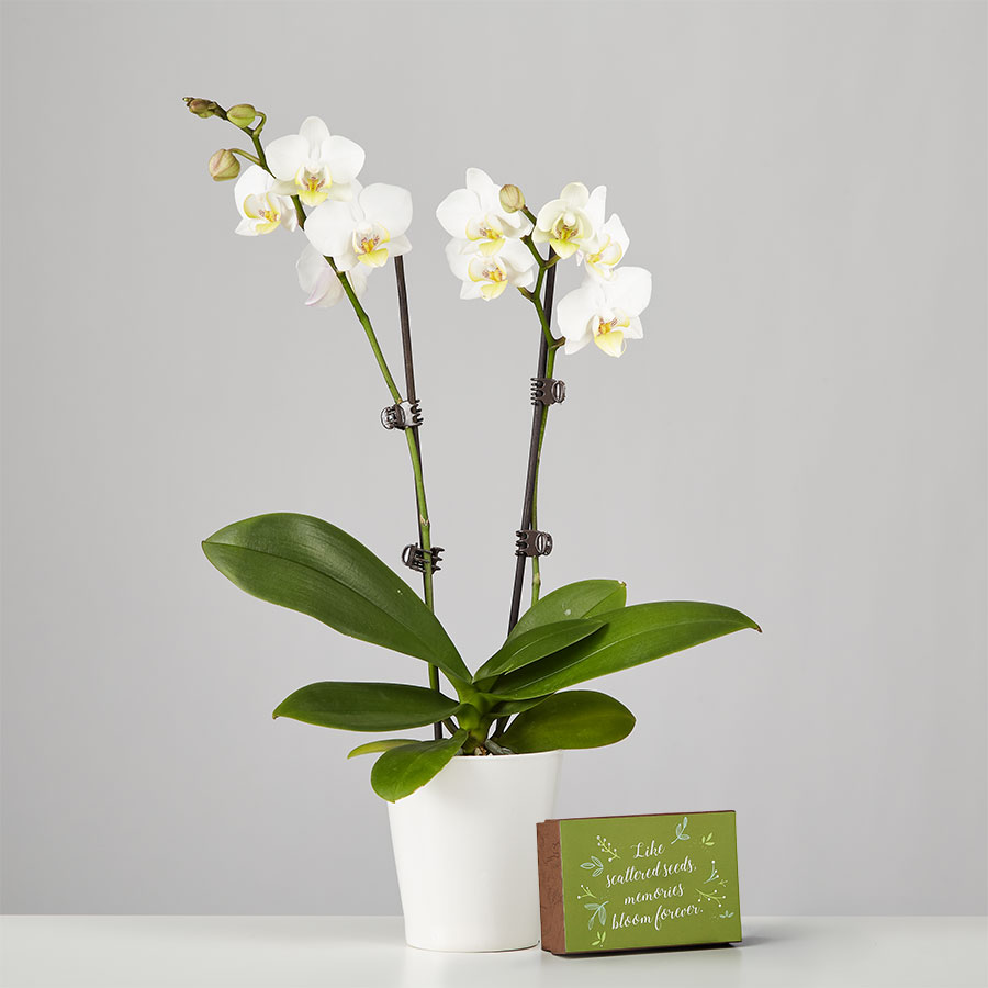 Large Phalaenopsis Orchid for Sympathy: White